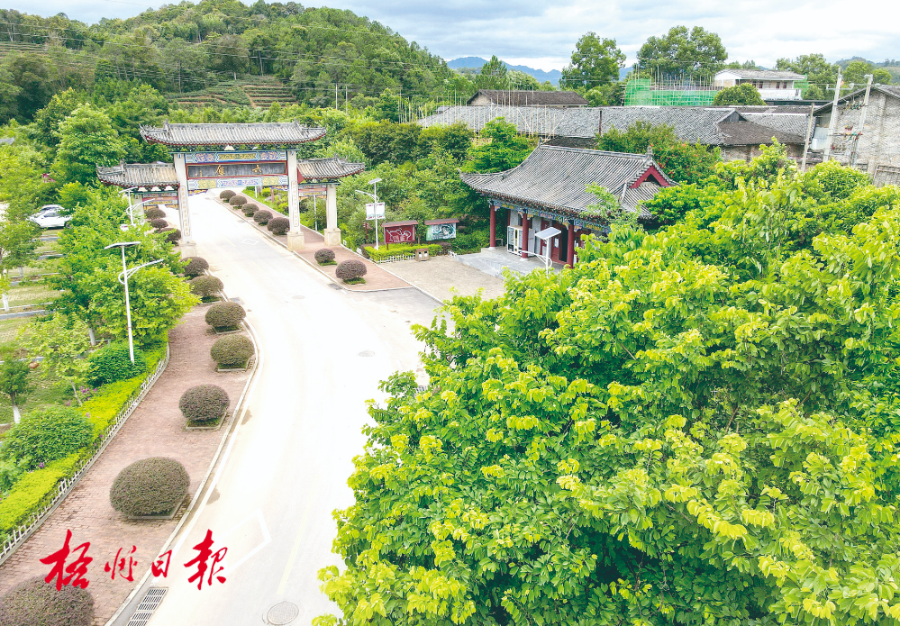 梧州全市生態(tài)茶園面積達33.34萬畝！