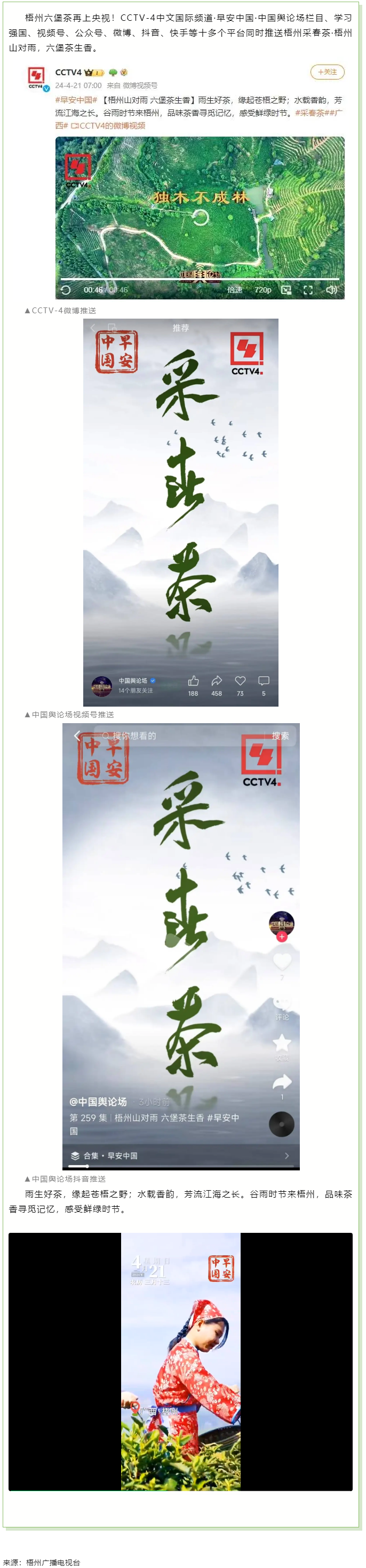 央視、學(xué)習(xí)強(qiáng)國(guó)等十多個(gè)平臺(tái)同時(shí)推送梧州采春茶·梧州六堡茶.png