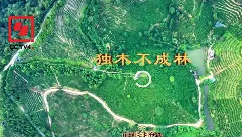 央視、學(xué)習(xí)強國等十多個平臺同時推送梧州采春茶．梧州六堡茶